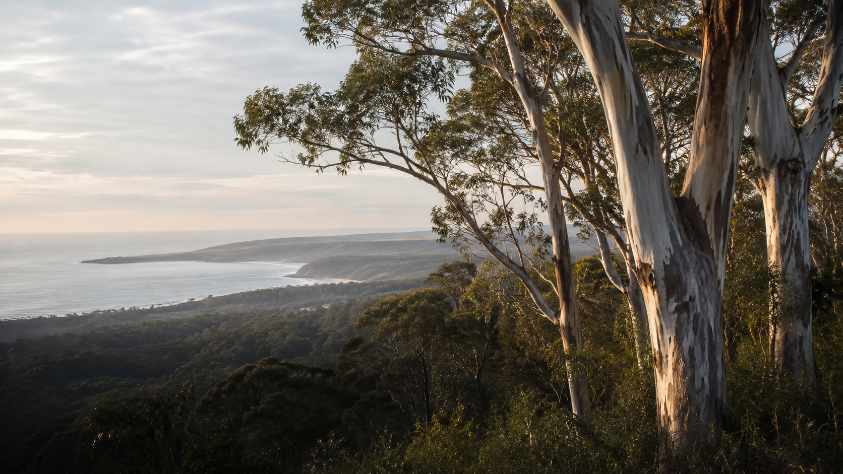 Spotted gums above the coastline on the Mid North Coast of New South Wales