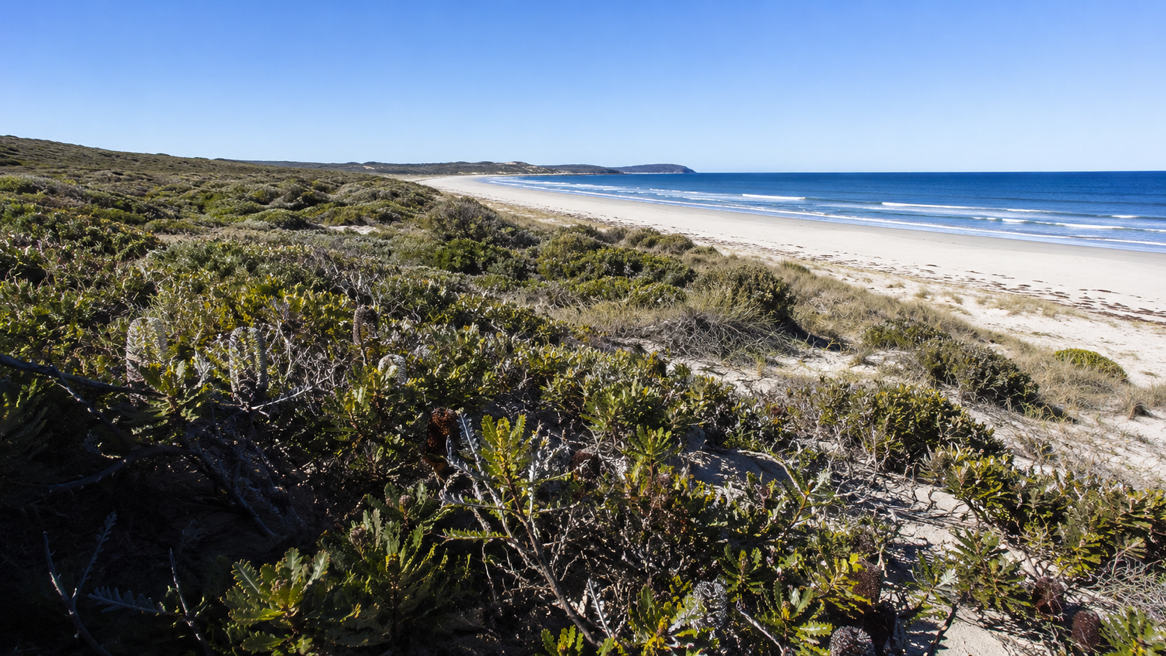 Coastal heath and banksia above the beach on the Mid North Coast