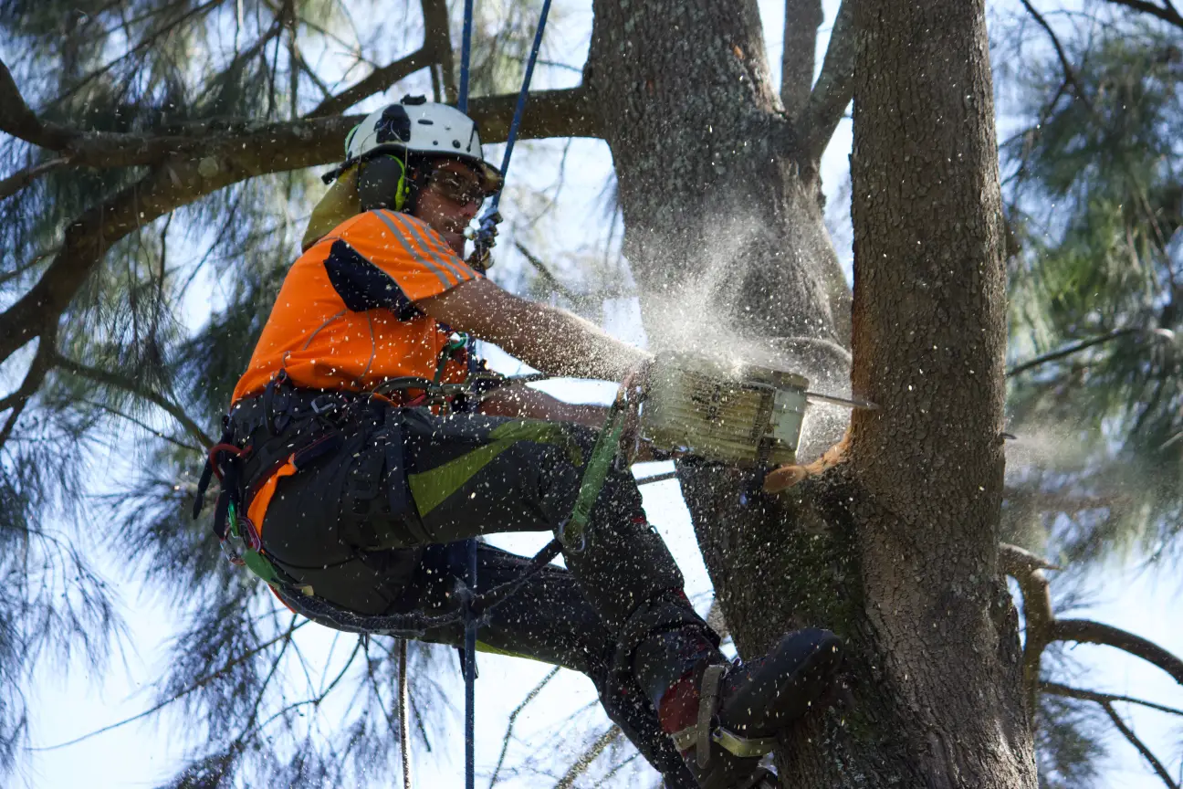 Arborist roped in, pruning the crown of a mature tree