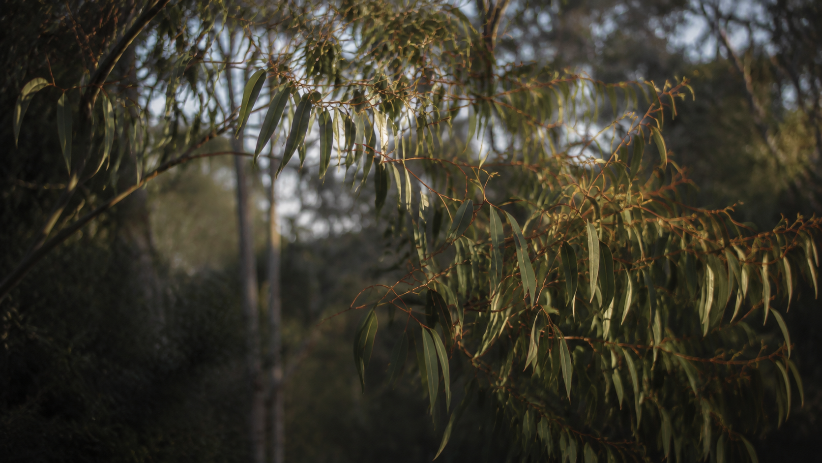 Eucalypt foliage in late afternoon light