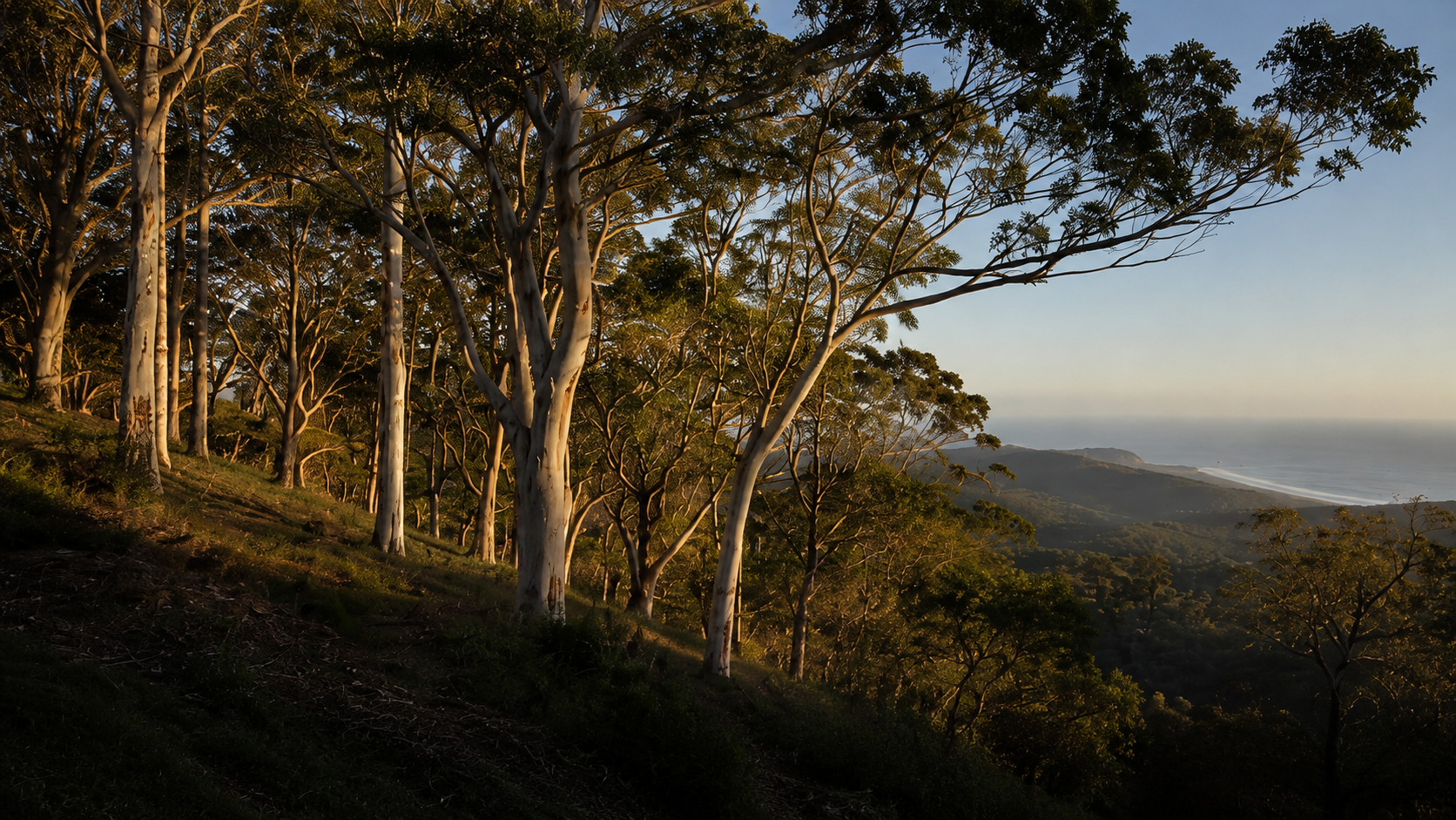 Large spotted gums on a coastal slope above the ocean on the Mid North Coast