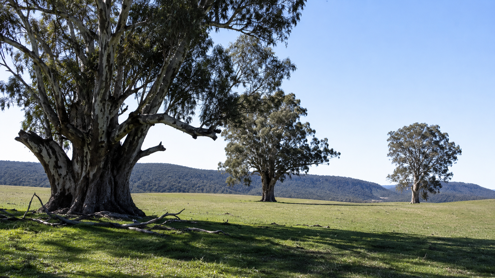 Large established eucalypts on grazing country in the Macleay Valley