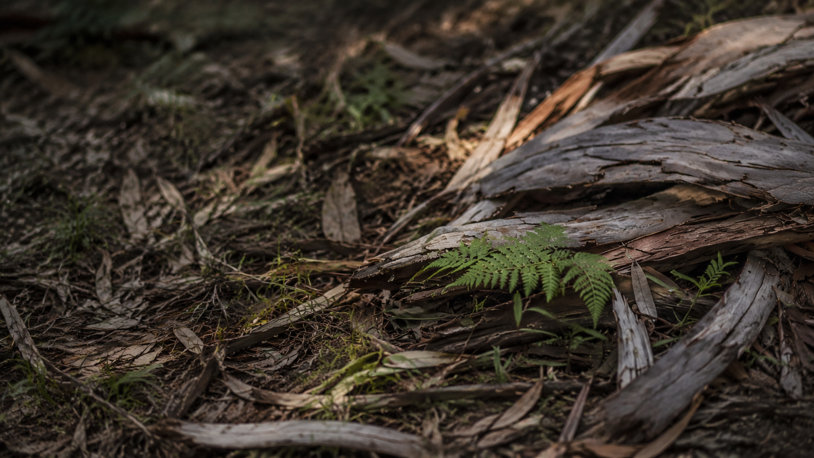 Fallen eucalypt bark and leaf litter on the forest floor
