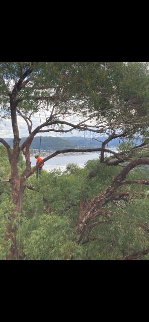 Pruning work being carried out on a mature tree