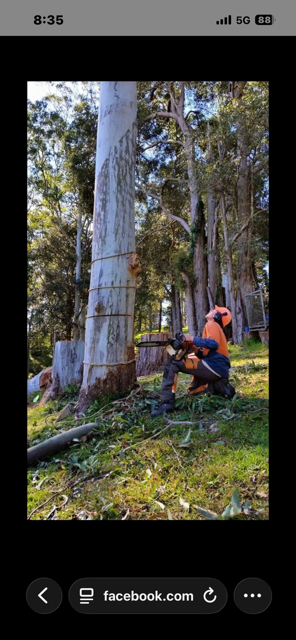 Tree removal on a Mid North Coast property
