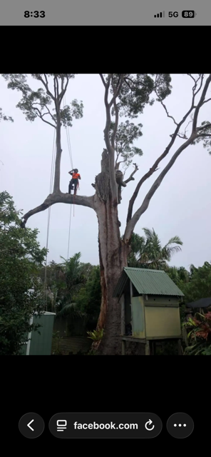 Tree removal at height