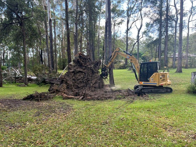 Tree uprooted at the base after a storm