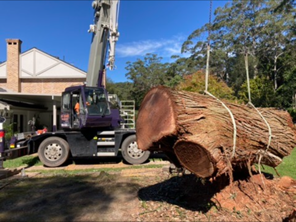 Large tree being sectioned down and removed