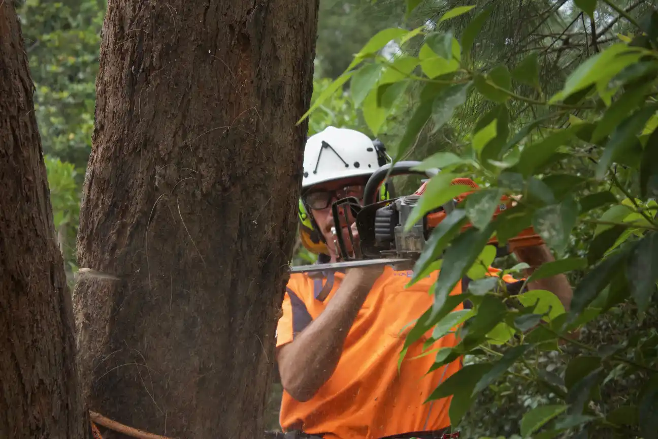 Pacific Coast Tree Services carrying out a tree removal
