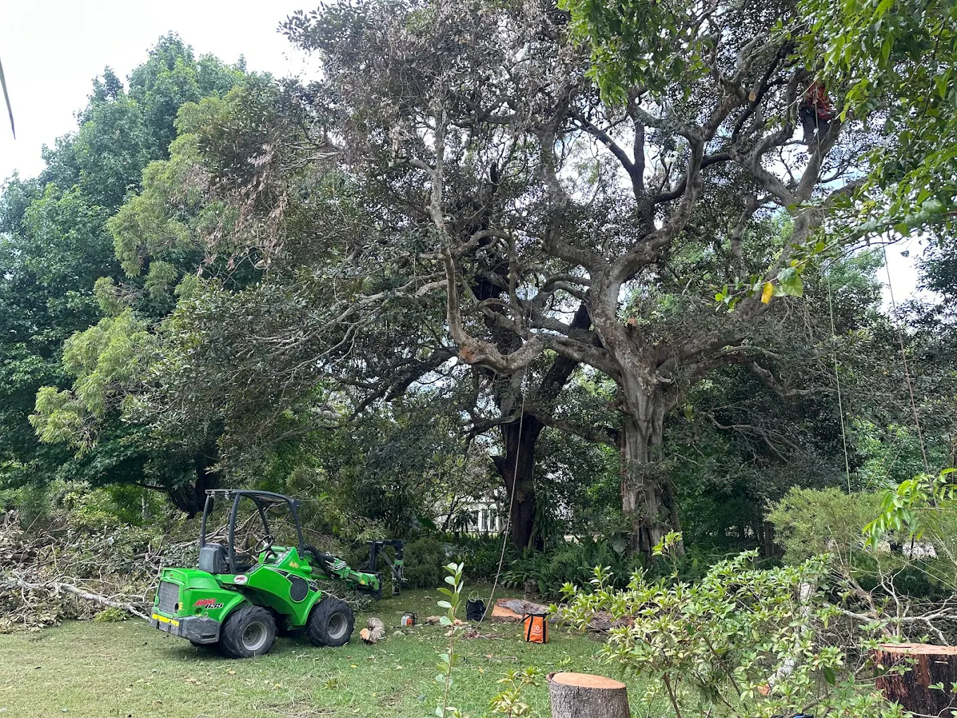Storm damaged tree being cleared from a property