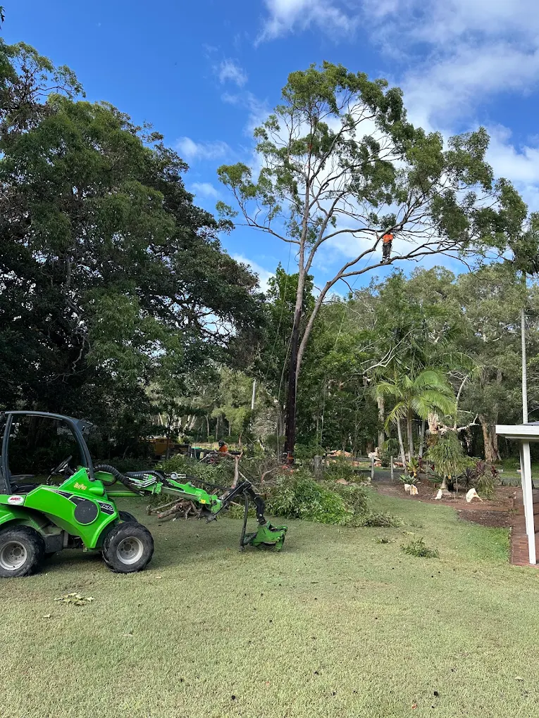 Climber working at height in a large eucalypt